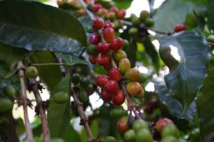 Robusta
